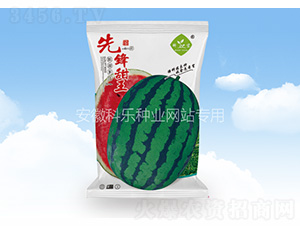 先鋒甜王-科樂(lè)種業(yè)