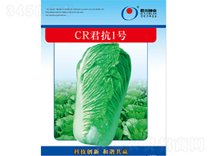 CR君抗1號-白菜種子-君川種業(yè)