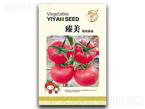 臻美粉果番茄-番茄種子-怡妍農業(yè)