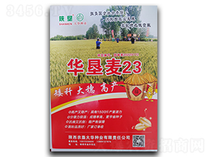 華墾麥23-小麥種子-陜墾大華