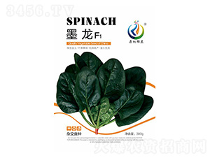 墨龍-菠菜種子-康地科技
