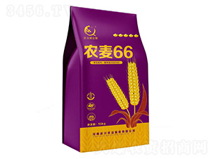 農(nóng)麥66-小麥種子-上之品